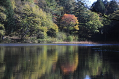 椹池