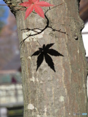 黒紅葉