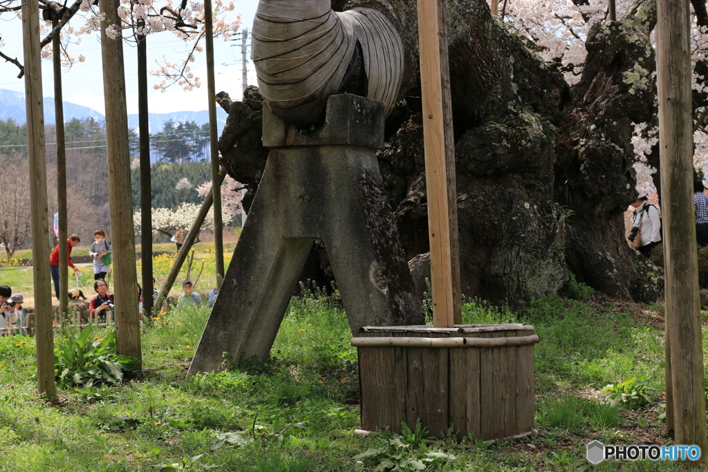 山高神代桜　「支」