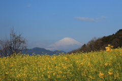 富士と菜の花・1