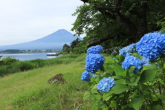 富士と紫陽花