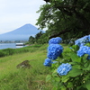 富士と紫陽花