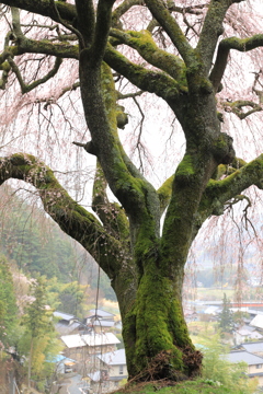 苔むす古樹