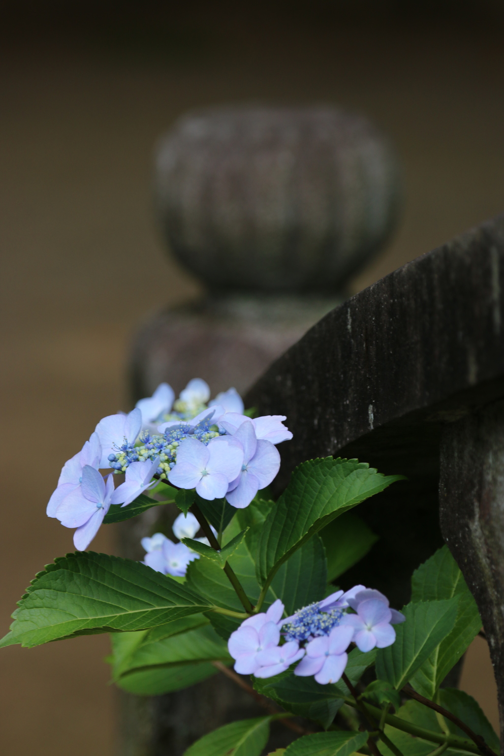 石欄干と紫陽花