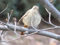 春よ来い