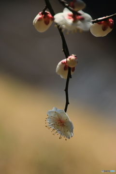 白梅花