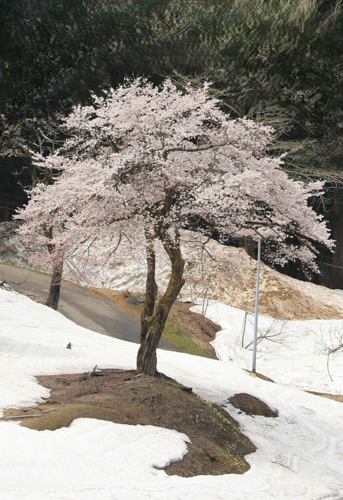 雪中桜
