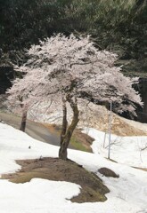 雪中桜