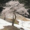 雪中桜