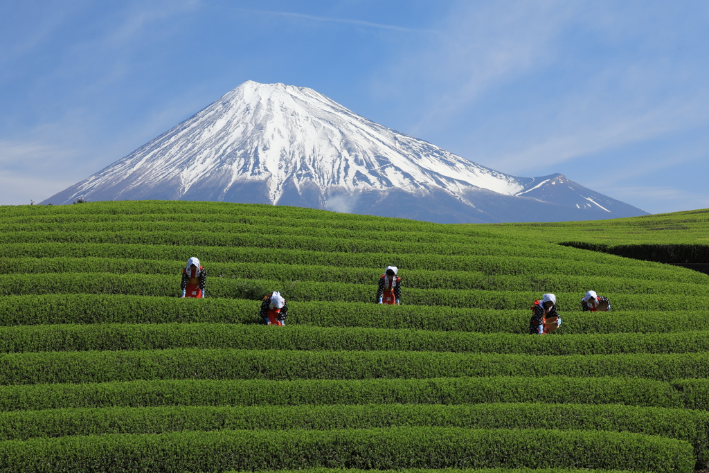 茶摘み