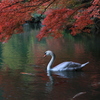 湖畔に佇む