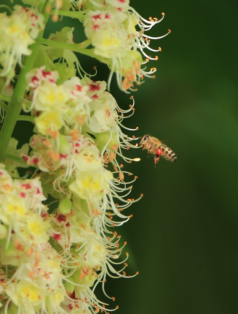 栃の花にミツバチ