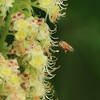 栃の花にミツバチ