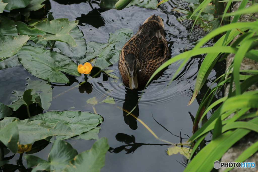屋敷き前水路「コウホネと・・」