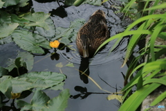 屋敷き前水路「コウホネと・・」