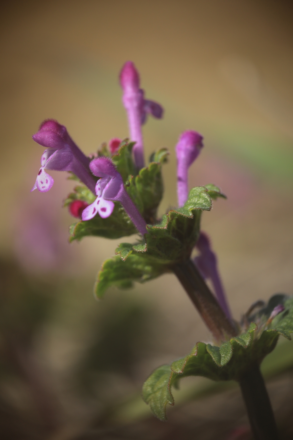 春の花「ほとけのざ」