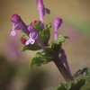 春の花「ほとけのざ」