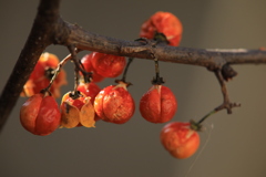 ツルウメモドキ