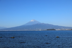 伊豆半島富士景色（海鵜）