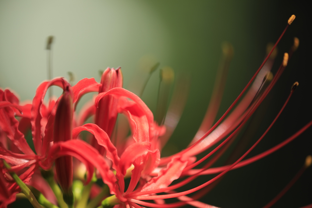 曼殊沙華