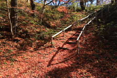 落紅葉の道
