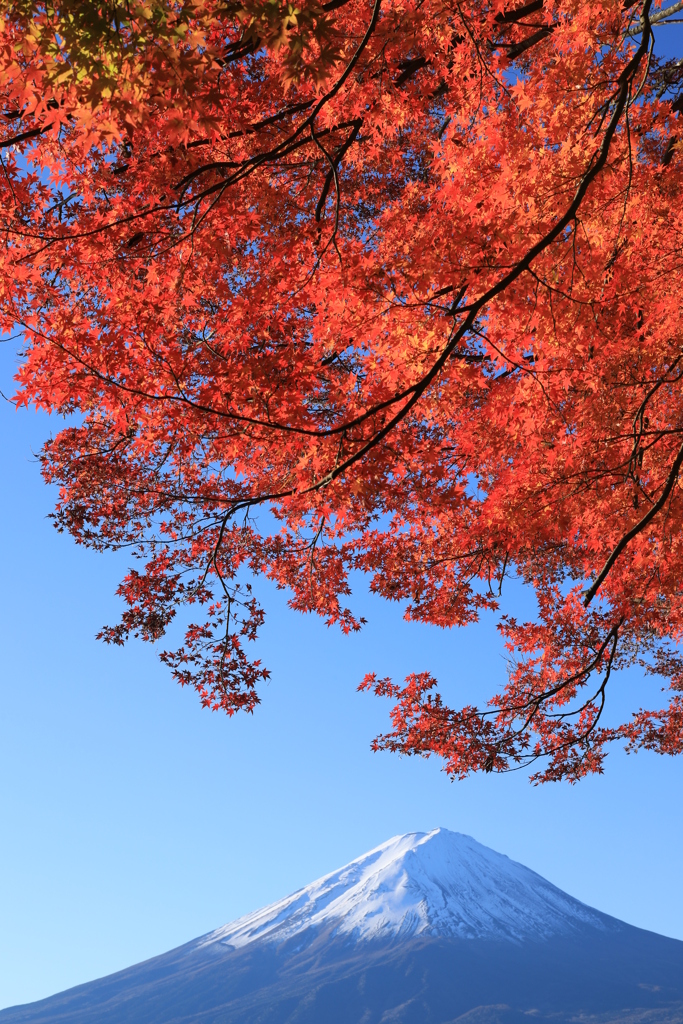 紅葉と富士