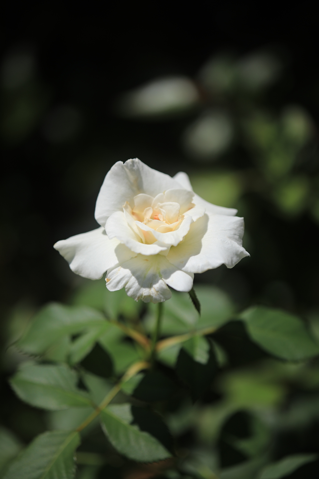 真夏の白薔薇