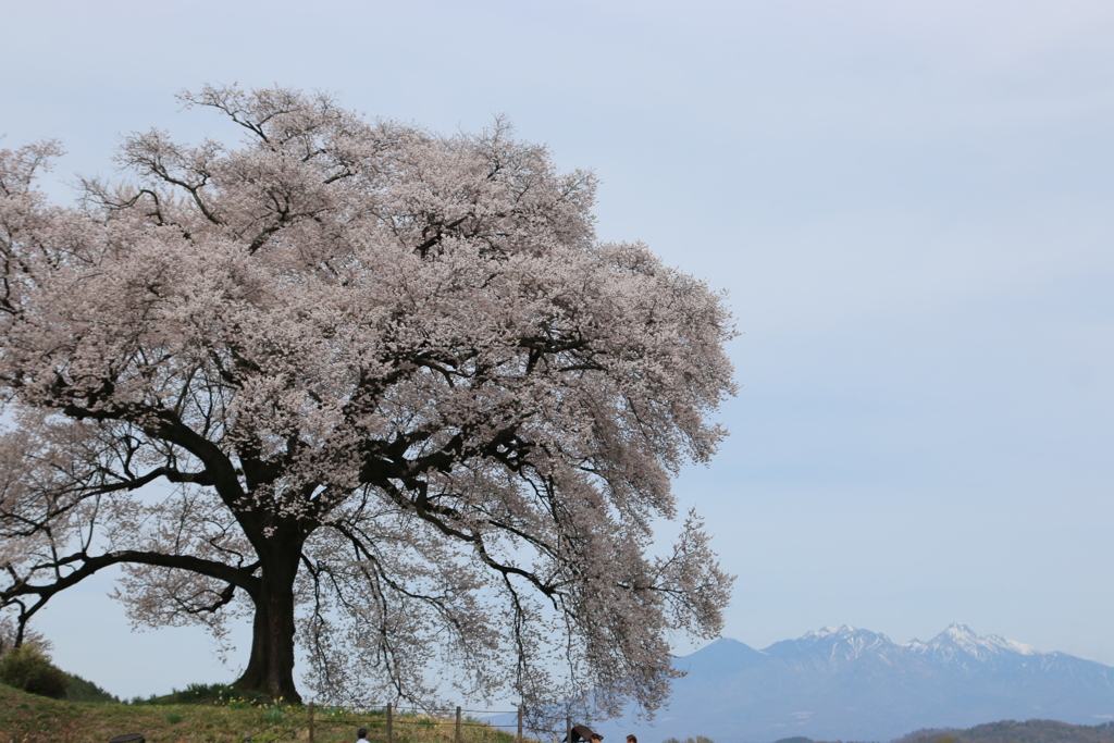 八ヶ岳を背に