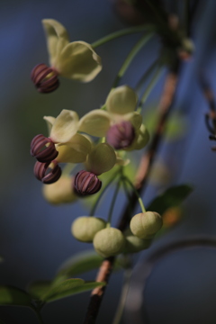 「アケビ」の花