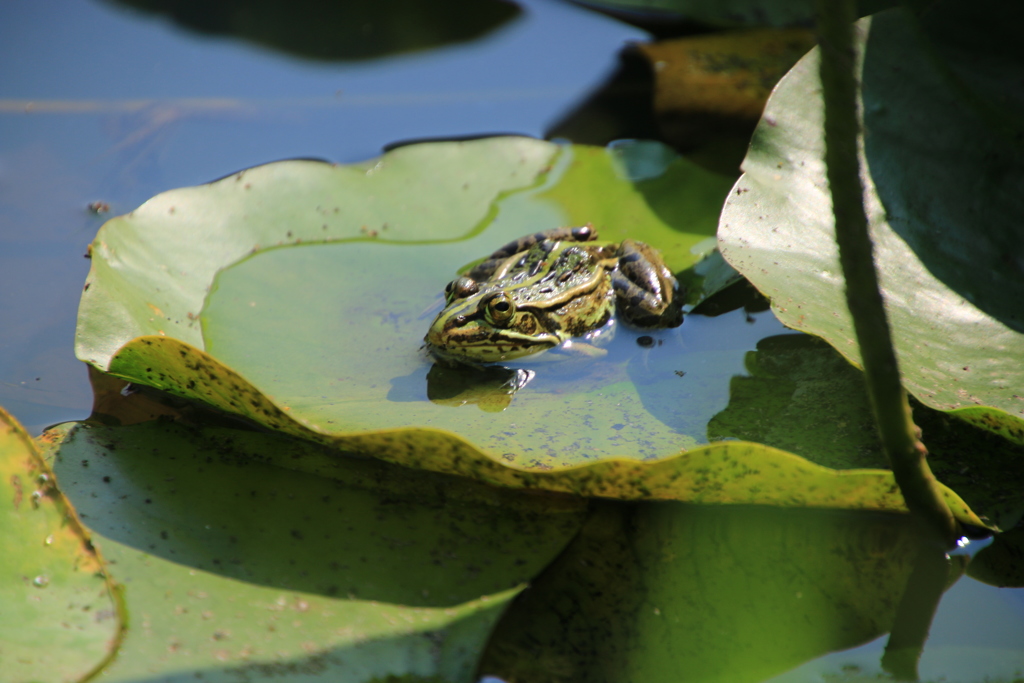 睡蓮（おまけ）