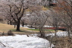 松ヶ峰・雪中桜