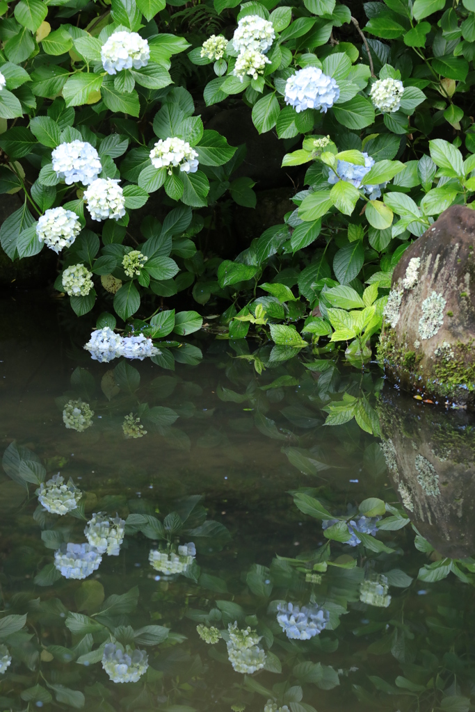 紫陽花池〃