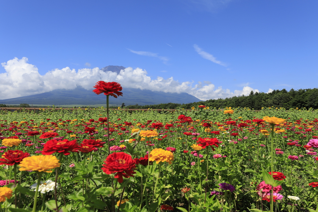 花の都公園