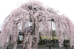 周林寺（ボンボリ桜）