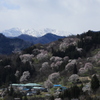 二反田の桜・2