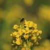 菜の花に蜜蜂