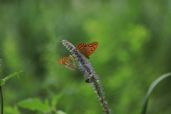 高原の蝶・2