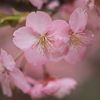 河津桜