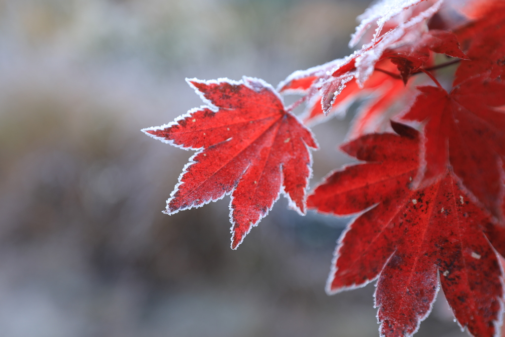 氷点下の紅葉