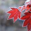 氷点下の紅葉