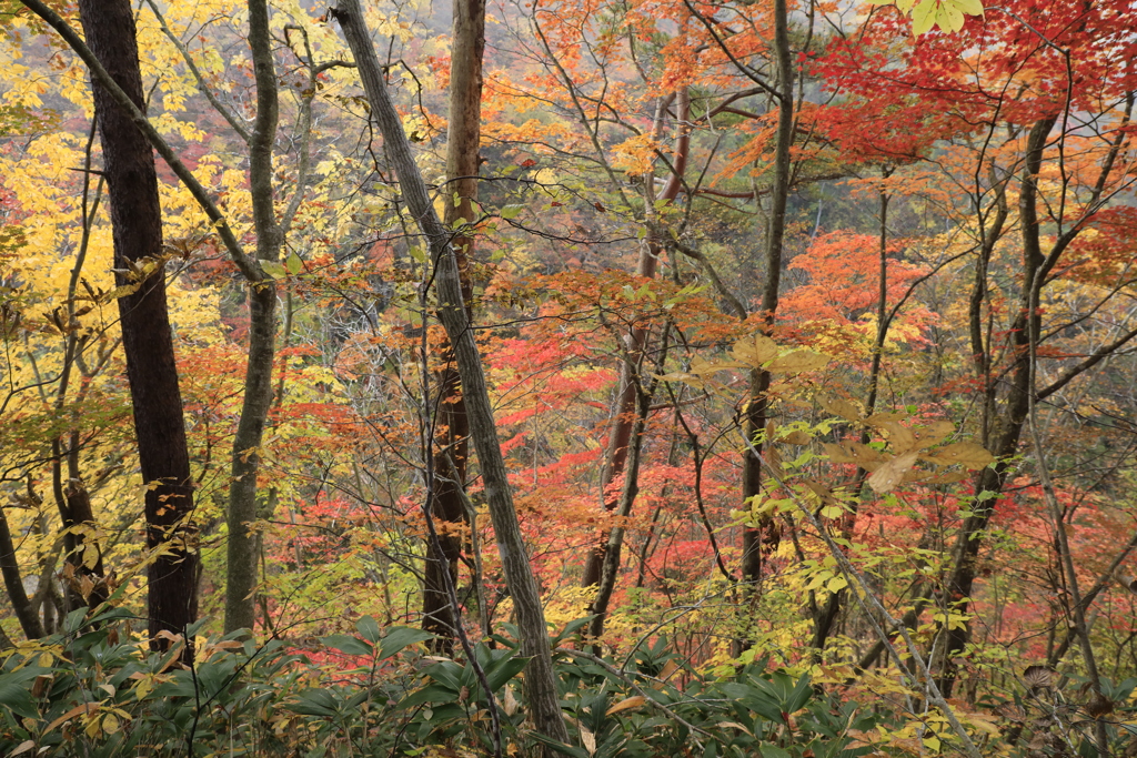 紅葉〃