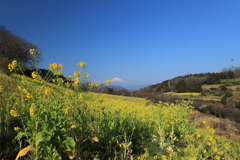 富士と菜の花・2