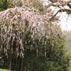 枝垂れ桜