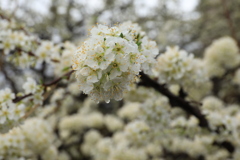 すももの花