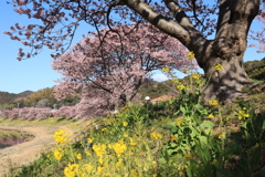 河津桜と菜の花