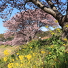 河津桜と菜の花