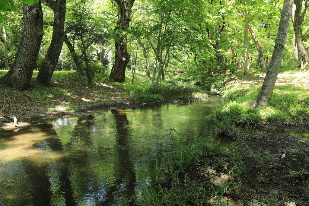 午後の公園