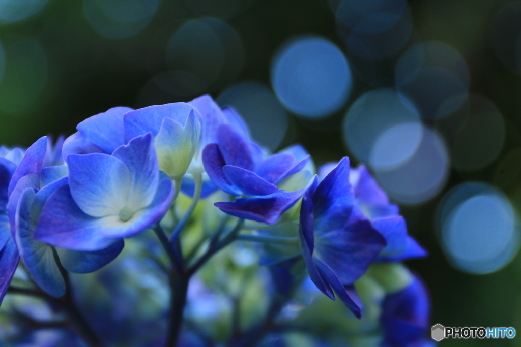 紫陽花・1
