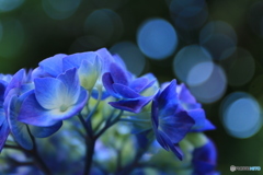 紫陽花・1