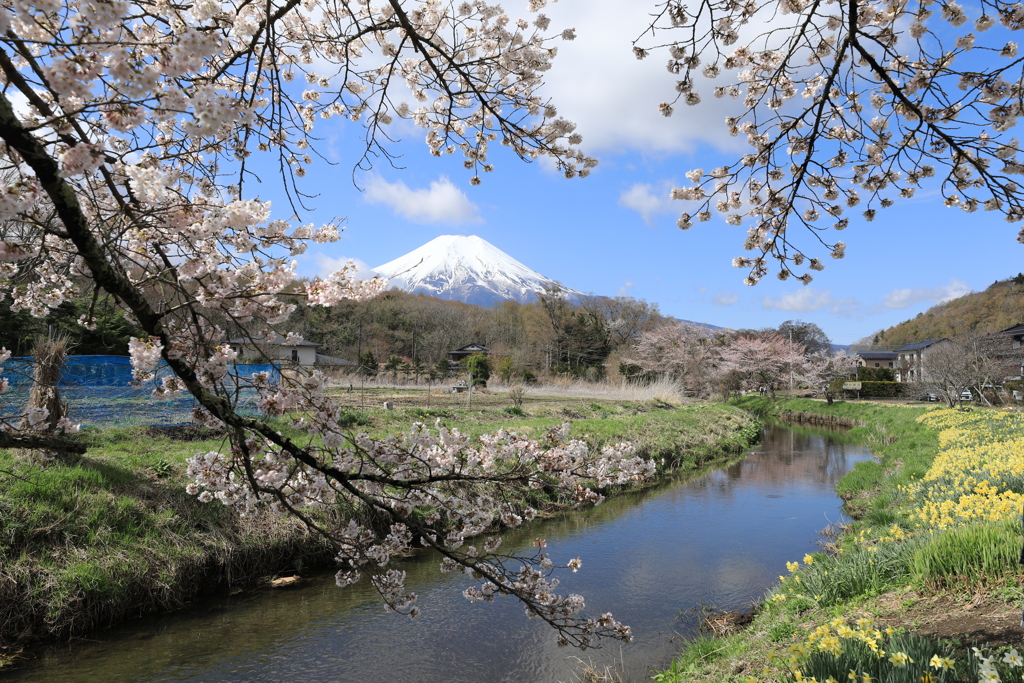 忍野の春